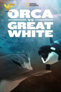 دانلود مستند اورکا در مقابل سفید عظیم Orca vs. Great White 2021