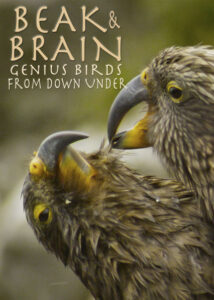 Beak and Brain Genius Birds from Down Under 2013