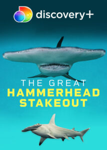 دانلود مستند زیر نظر گرفتن کوسه سرچکشی بزرگ Great Hammerhead Stakeout 2021