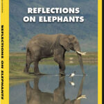 دانلود مستند فیل ها Reflections On Elephants 1994 دوبله فارسی