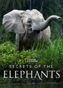 دانلود مستند اسرار فیل ها Secrets of the Elephants 2023