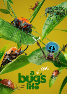 دانلود مستند زندگی واقعی یک حشره A Real Bug’s Life 2024