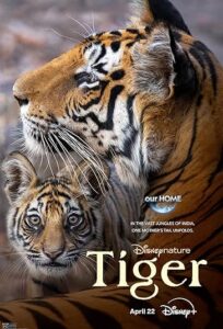 دانلود مستند ببر Tiger 2024