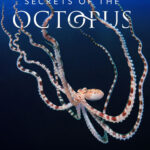 Secrets-of-the-Octopus-2024