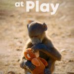 Animals-at-Play-2019