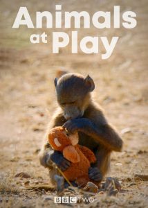 مستند حیوانات بازیگوش Animals at Play 2019