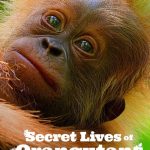 Secret-Lives-of-Orangutans-2024