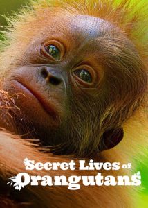 Secret-Lives-of-Orangutans-2024