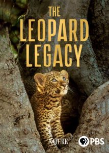 دانلود مستند میراث پلنگ The Leopard Legacy 2021