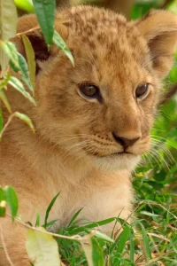 دانلود مستند شیر با دوبله فارسی Lion 2026